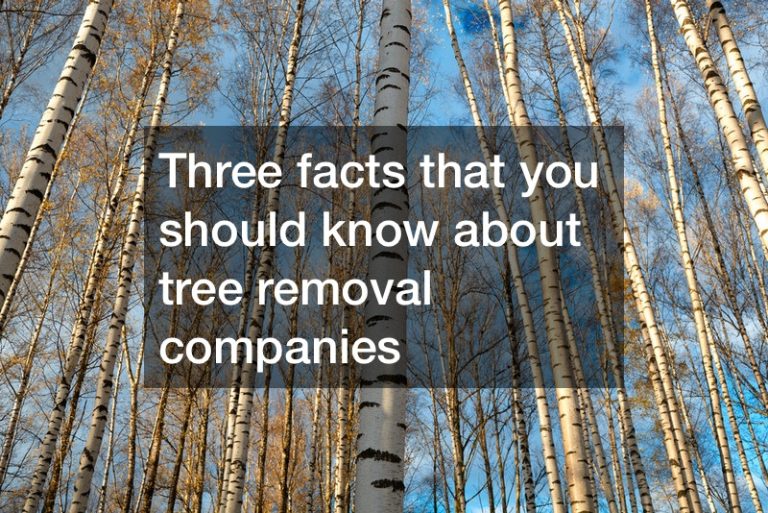 Three facts that you should know about tree removal companies