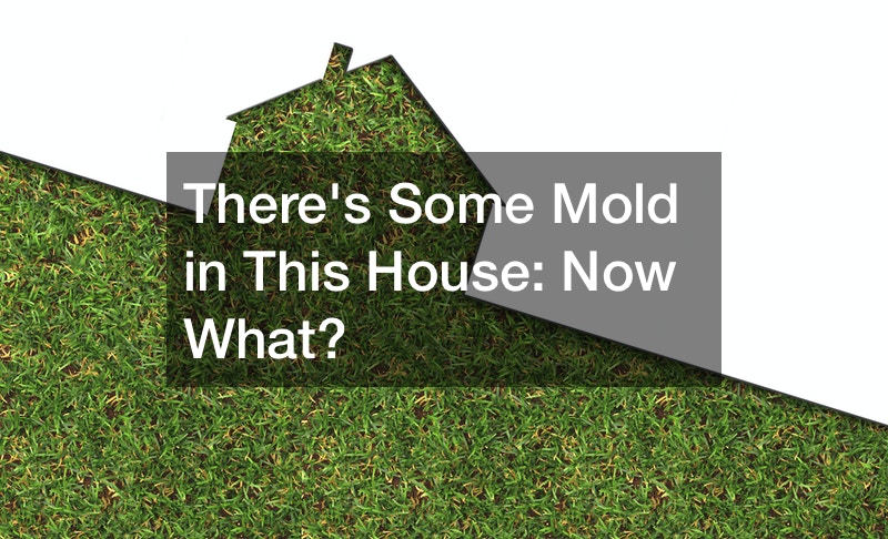 Theres Some Mold In This House Now What Home Improvement Tips SEM   98042 