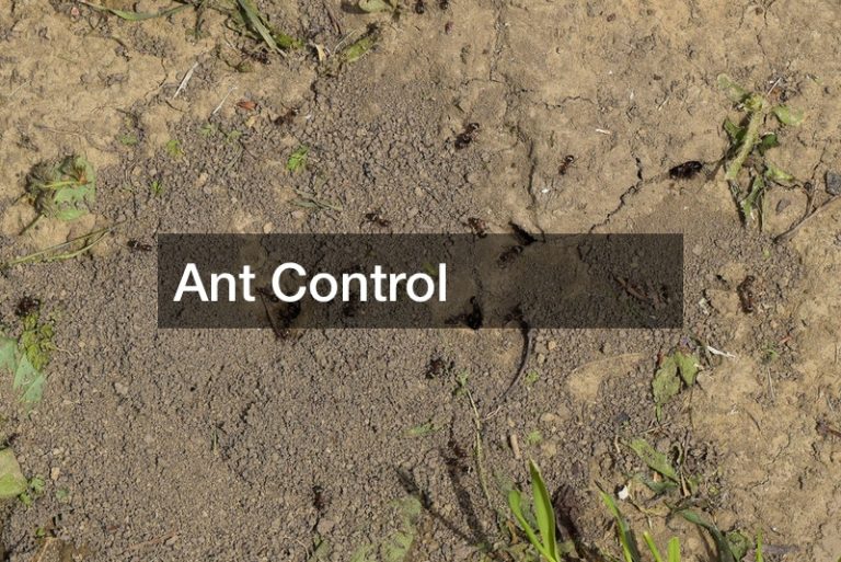 Why You Need Help with Your Ant Problem