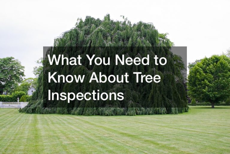 What You Need to Know About Tree Inspections