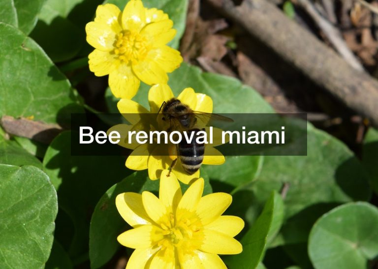 Bee removal miami —- [FREE VIDEO]