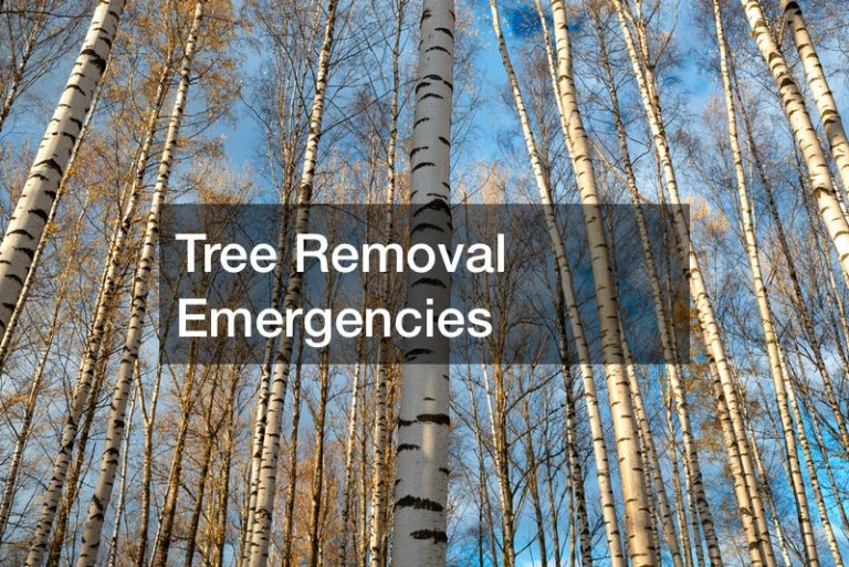 Tree Removal Emergencies