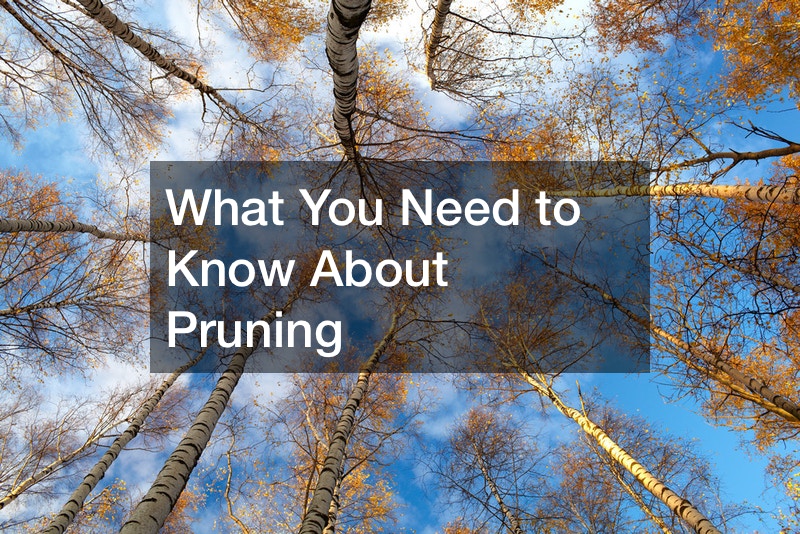What You Need to Know About Pruning