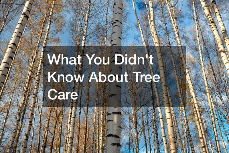 What You Didnt Know About Tree Care