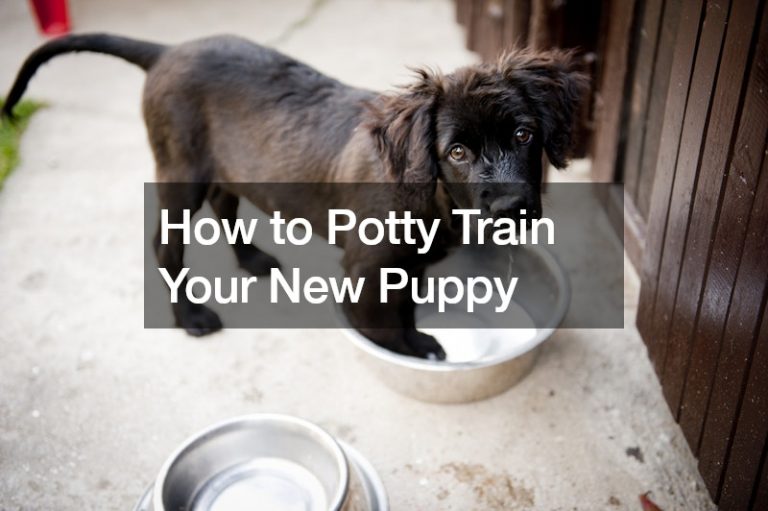 How to Potty Train Your New Puppy